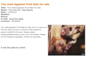 Wildlife Wonders sells bats into the cruel exotic pet trade